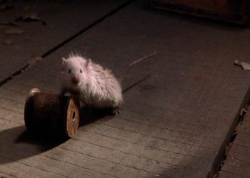 Quem quer ser imortal?