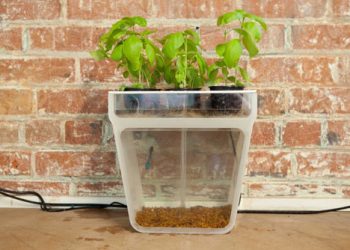 Aquário com auto-limpeza! Sim, existe!