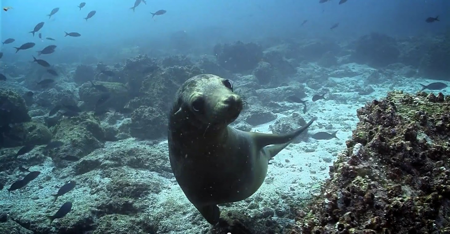 Google Street View leva-nos a passear nas Galápagos 3 Google StreetView Galápagos4