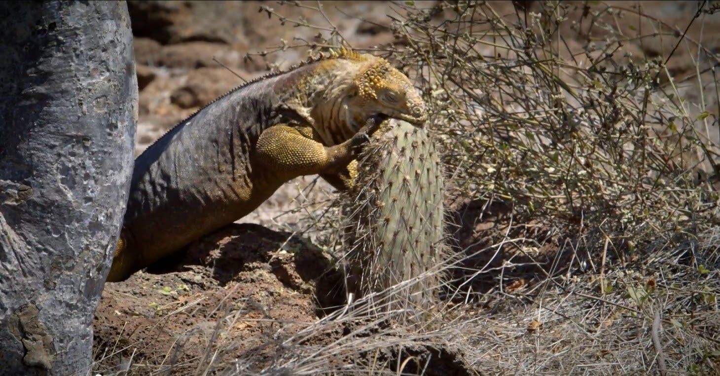 Google Street View leva-nos a passear nas Galápagos 4 Google StreetView Galápagos7