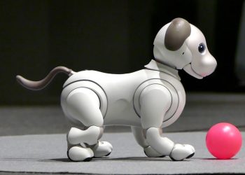 aibo