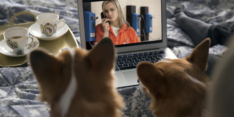 Portugueses fazem maratonas Netflix acompanhados pelos seus animais de estimação