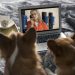 Portugueses fazem maratonas Netflix acompanhados pelos seus animais de estimação