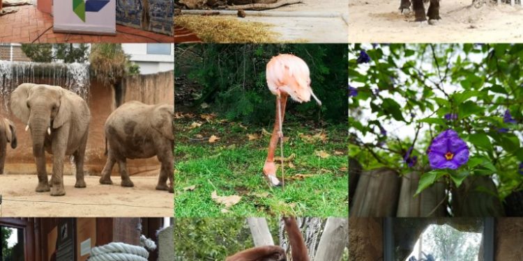Google Photo Experience em Lisboa para apresentar novas ferramentas 1 A nova Google Photos Experience mostrou no Zoo lisboeta algumas das novas ferramentas de armazenamento e edição de toda uma suíte que está cada vez mais profissional