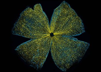 Mouse-retina
