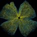 Mouse-retina