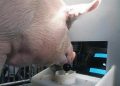 porcos joystick