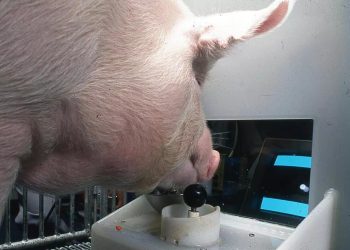 porcos joystick