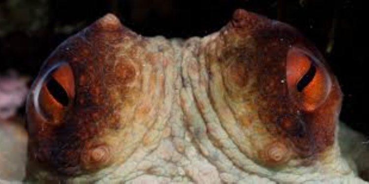 os polvos são alienígenas