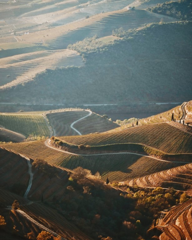 Douro Vinhateiro (João Bernardino)