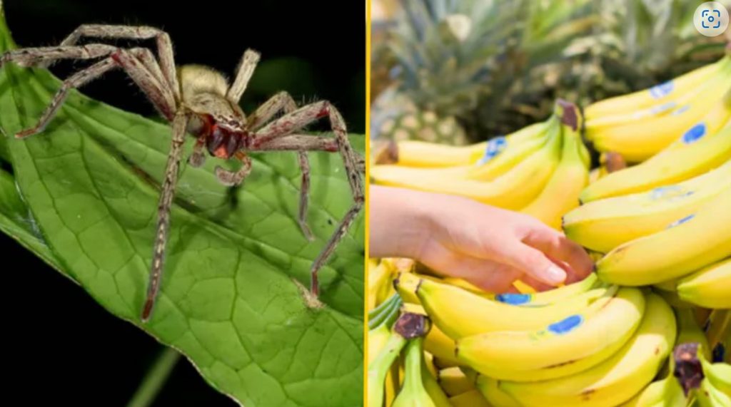 aranha