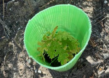 NOS planta uma árvore por cada compra realizada | De 16 a 22 de outubro