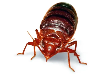 Percevejos em Portugal: microbiólogo da Dyson explica como os combater