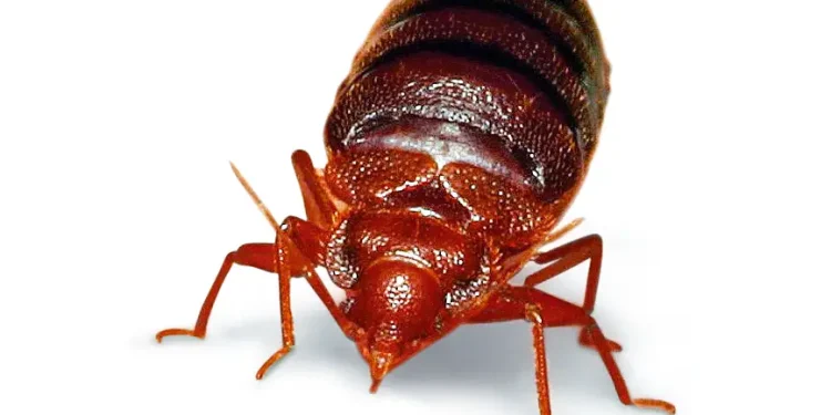 Percevejos em Portugal: microbiólogo da Dyson explica como os combater