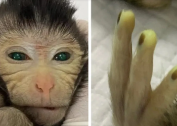 Cientistas anunciaram nascimento de macaco modificado geneticamente que brilha no escuro