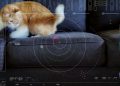 Transmissão via Laser: NASA envia vídeo de gato a uma distância recorde