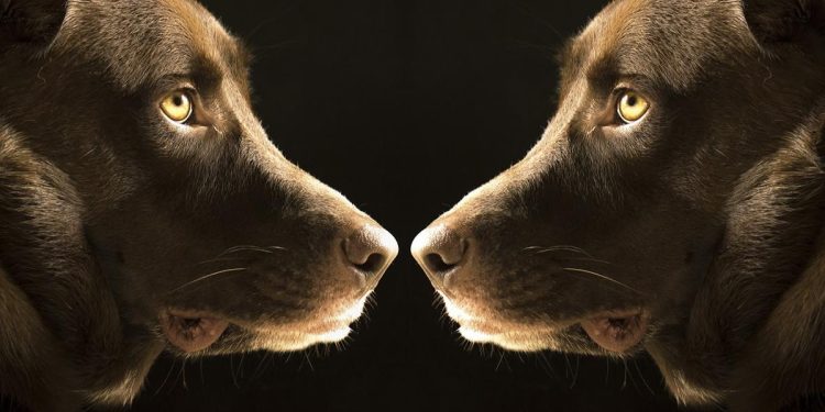 Clonagem de animais de estimação: avanços e controvérsias recentes 1 Clonagem de animais de estimação: avanços e controvérsias recentes