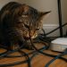 Como impedir que os gatos destruam os cabos eléctricos e outros?