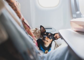 Estudo eDreams: portugueses lideram turismo Pet-Friendly