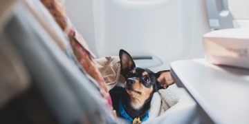 Estudo eDreams: portugueses lideram turismo Pet-Friendly