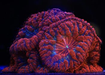 Laboratório de reprodução de corais nas Seychelles com tecnologia Canon