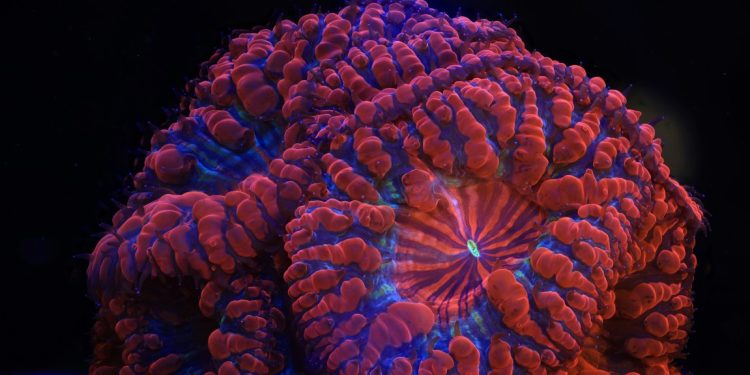 Laboratório de reprodução de corais nas Seychelles com tecnologia Canon