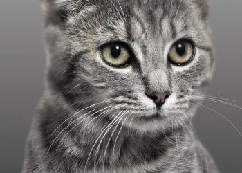 Capa do livro Meow de Sam Austen sobre mesa de madeira com gato persa branco a olhar para o volume com expressão de entendido