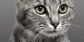 Capa do livro Meow de Sam Austen sobre mesa de madeira com gato persa branco a olhar para o volume com expressão de entendido