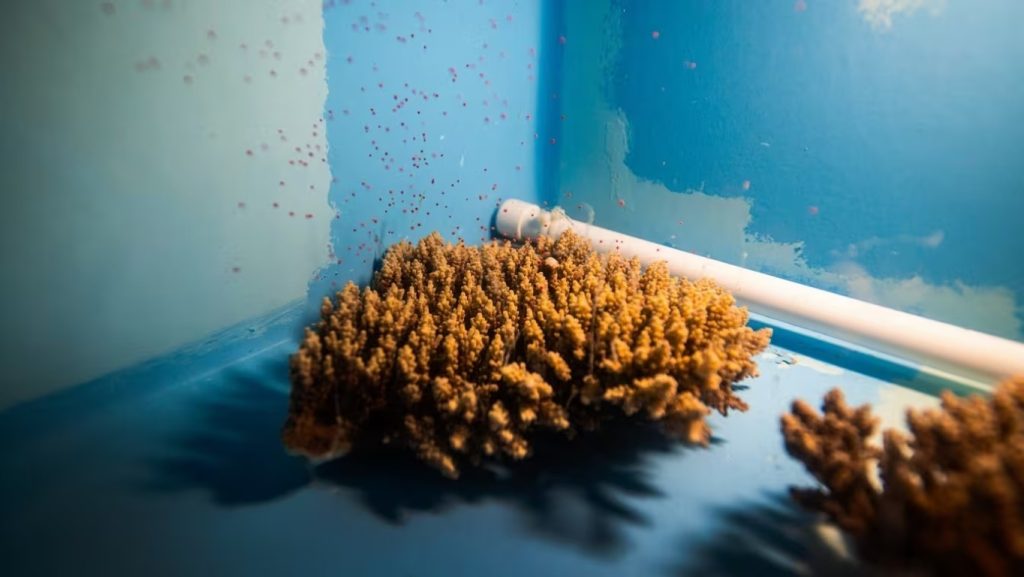 Acropora tenuis cf macrostoma a desovar pela primeira vez nas instalacoes da ARC da Nature Seychelles